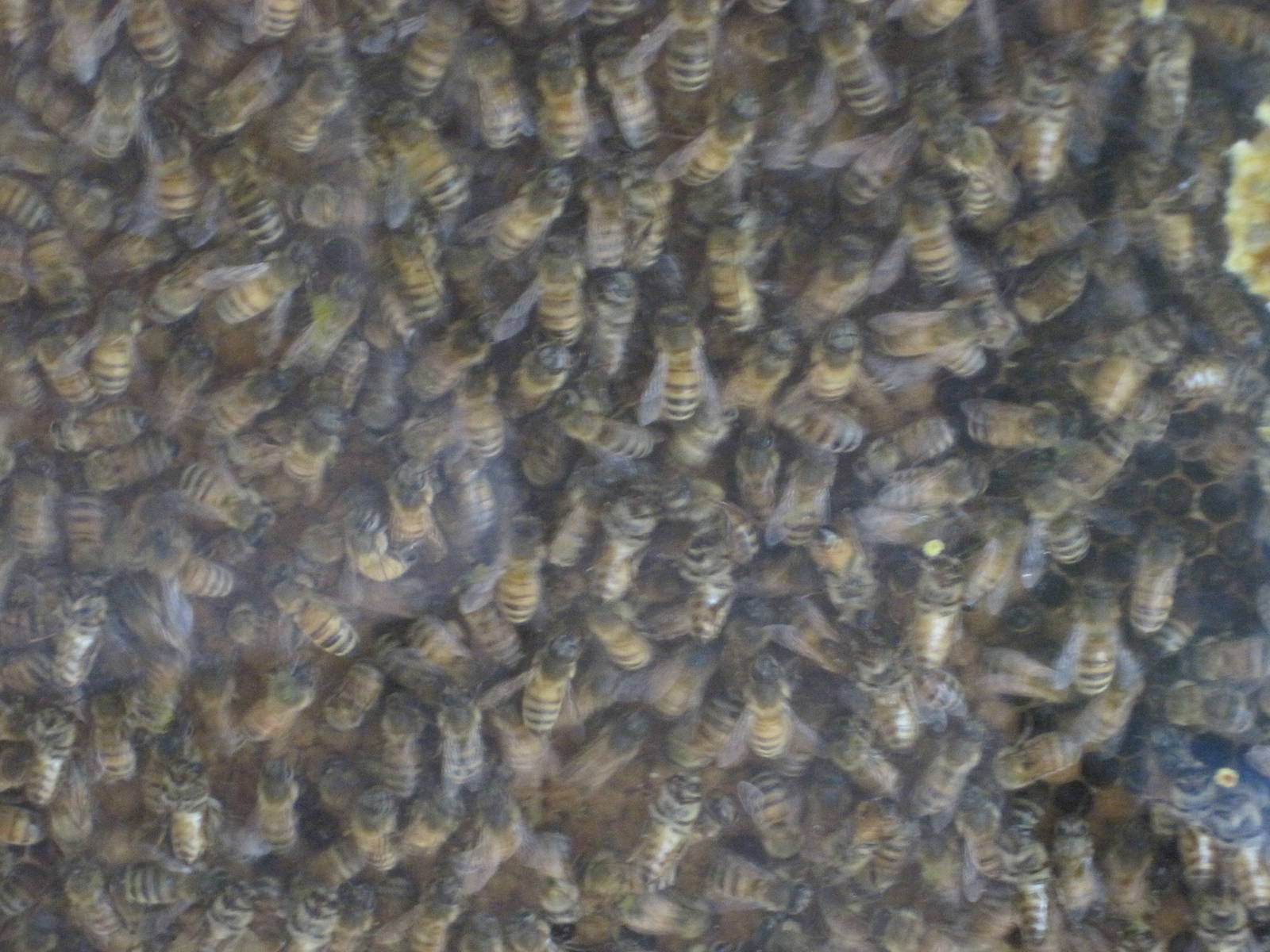 Ansonia Nature Center- Honeybees