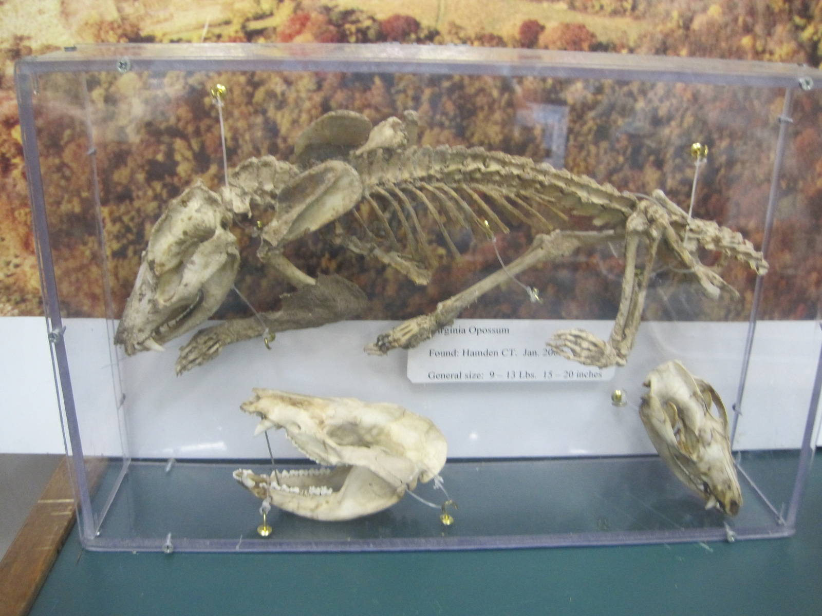 Ansonia Nature Center- Opossum Skeleton