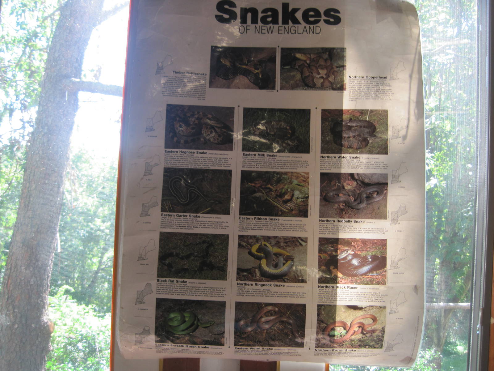 Ansonia Nature Center- Snake Guide