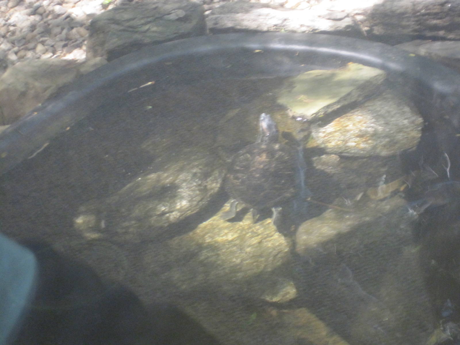 Ansonia Nature Center- Turtles