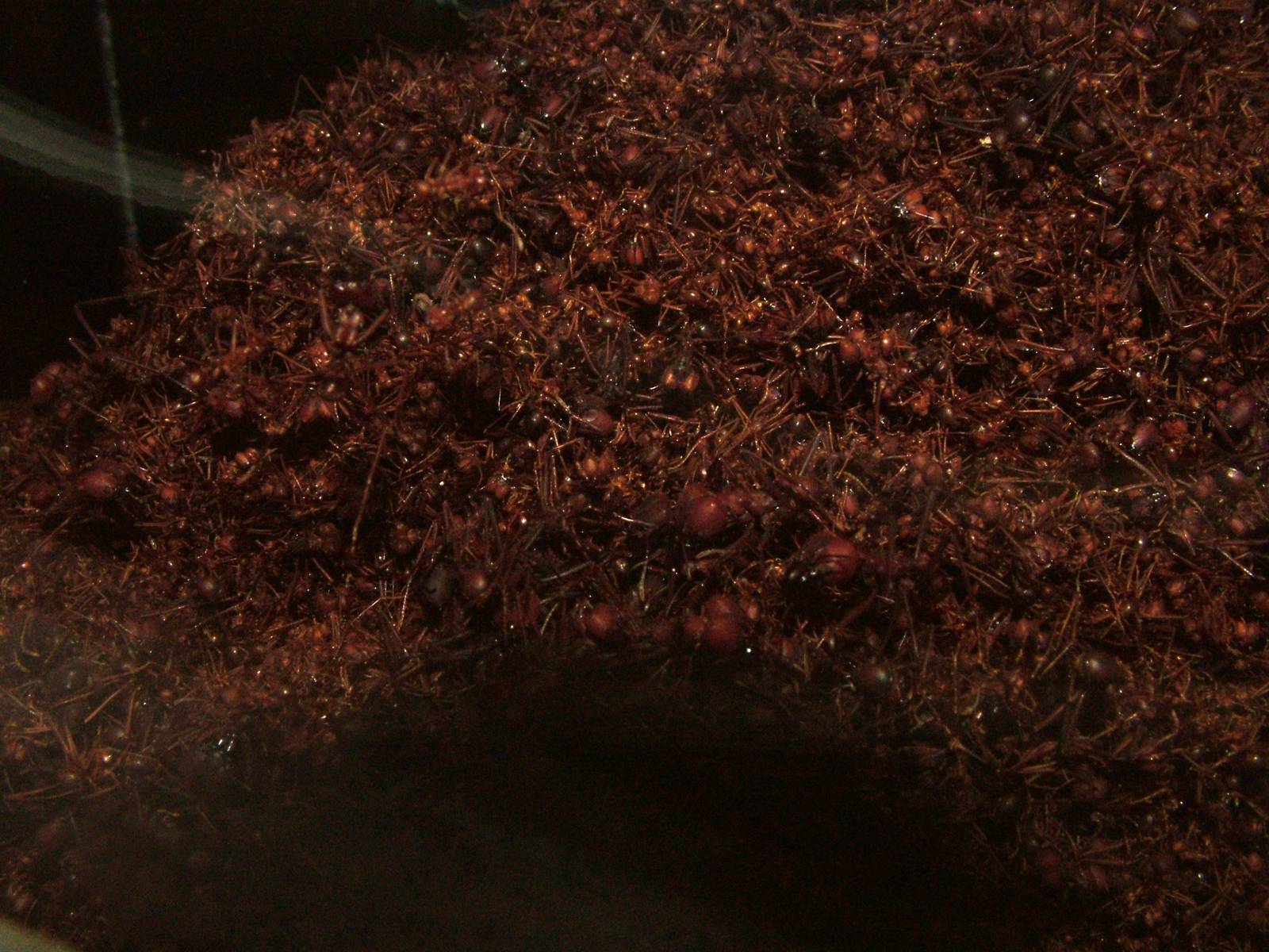 Ant Colony at Amersfoort, 01/06/12