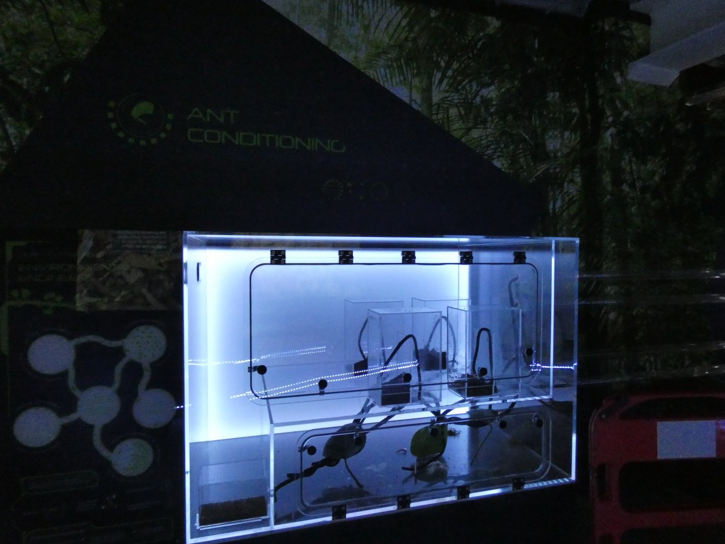 'Ant Conditioning' (Leaf-cutter Ants exhibit)