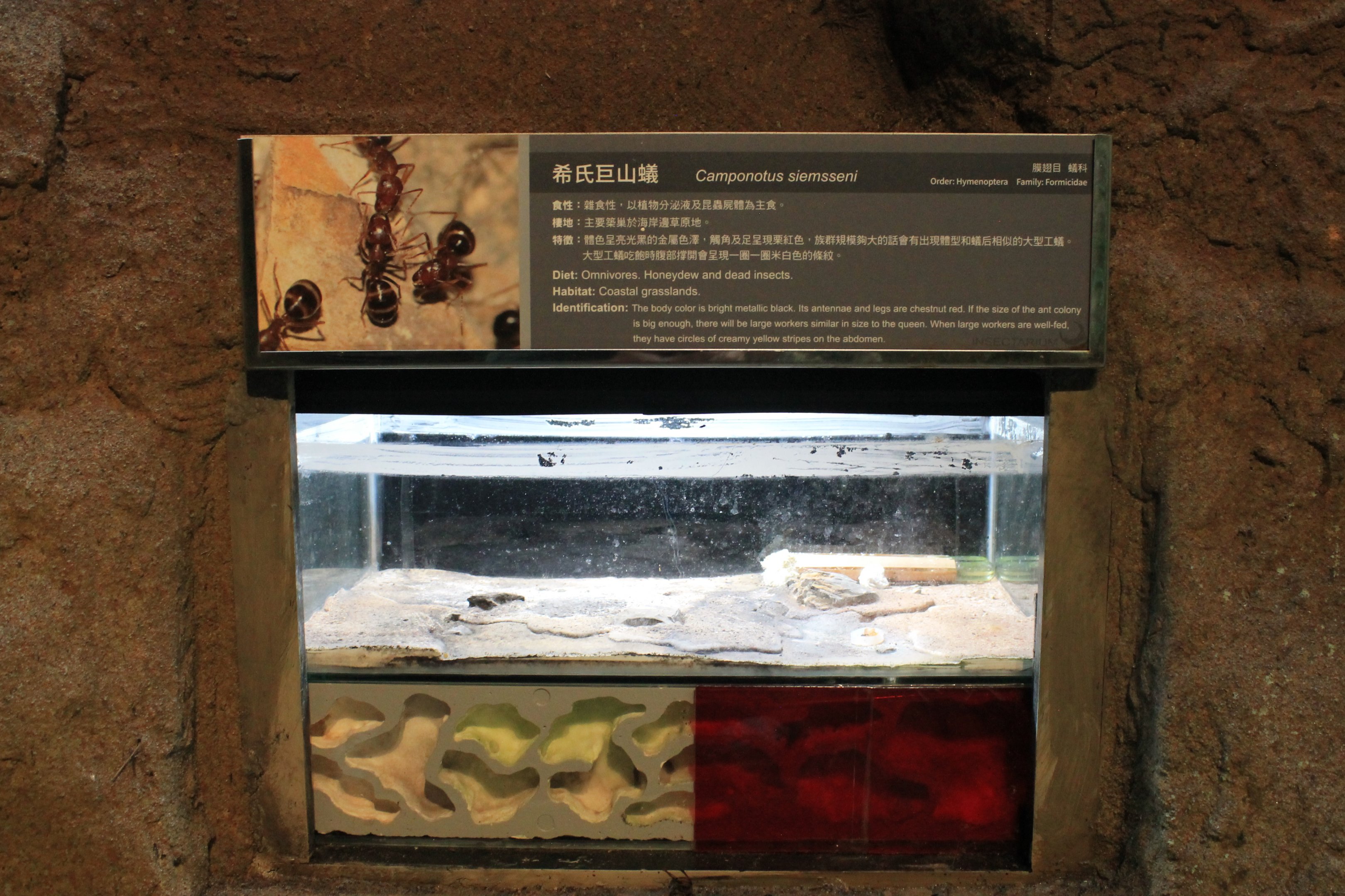 Ant display (Camponotus siemsseni)