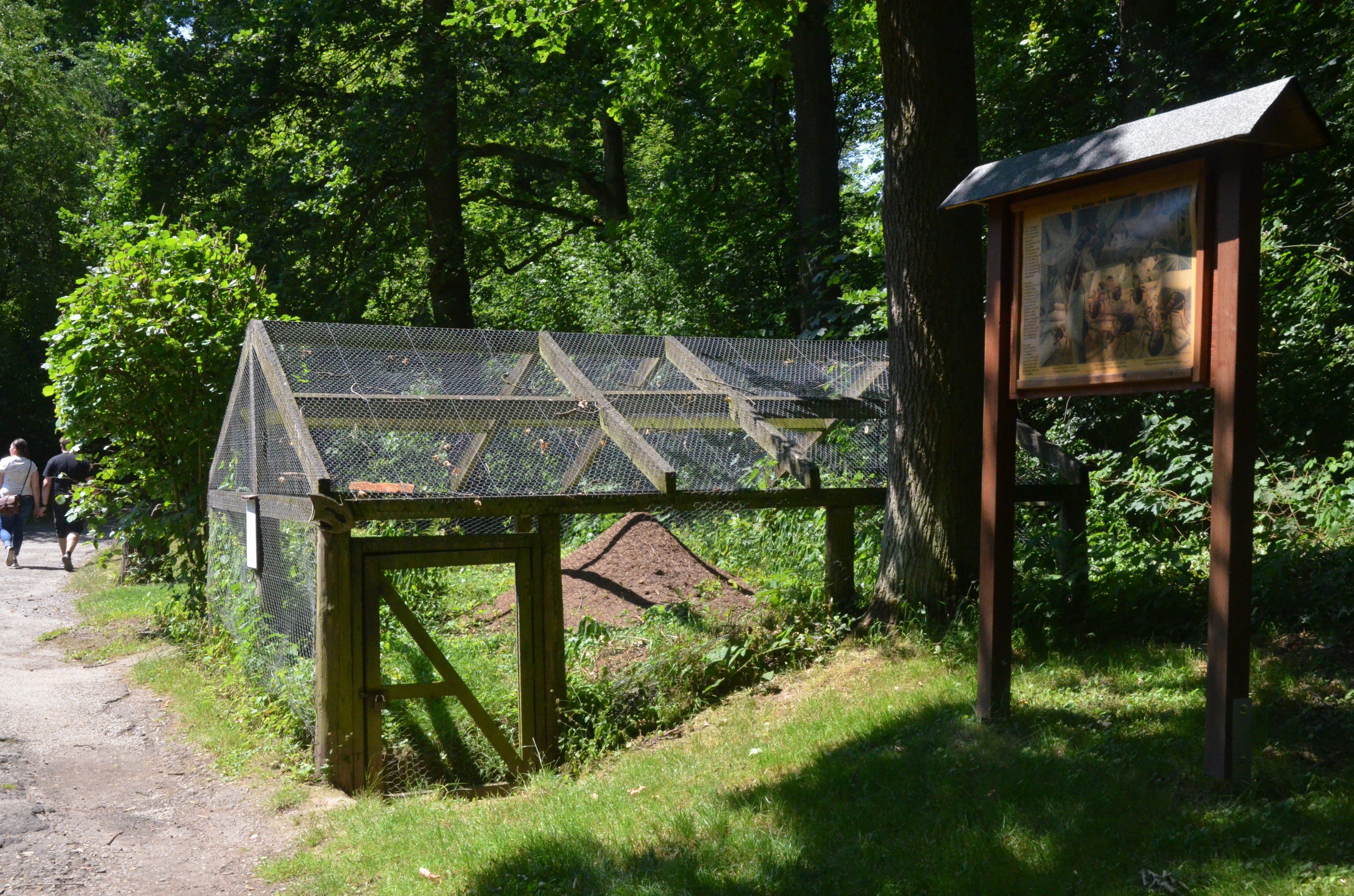 Ant Exhibit at Wildpark Grafenberger Wald, 23/06/2019
