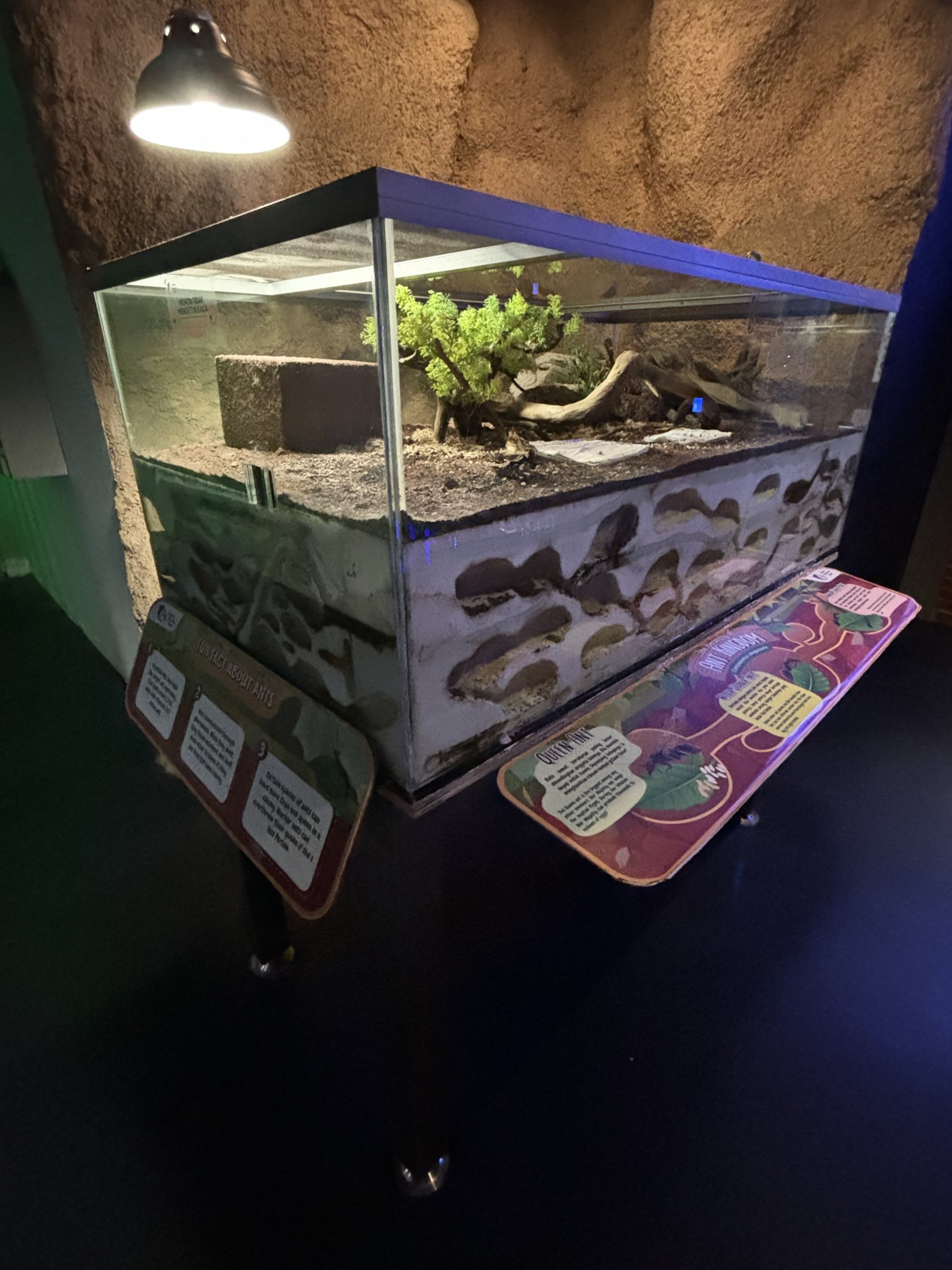 Ant Exhibit - Camponotus singularis