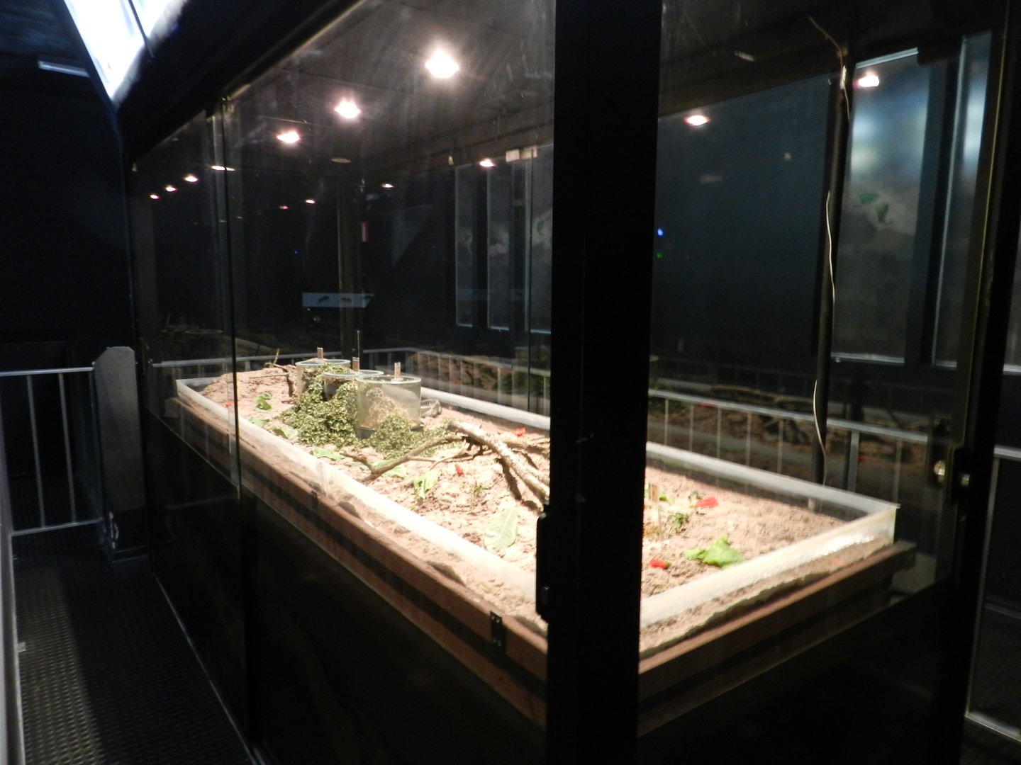 Ant exhibit - Zoo São Paulo