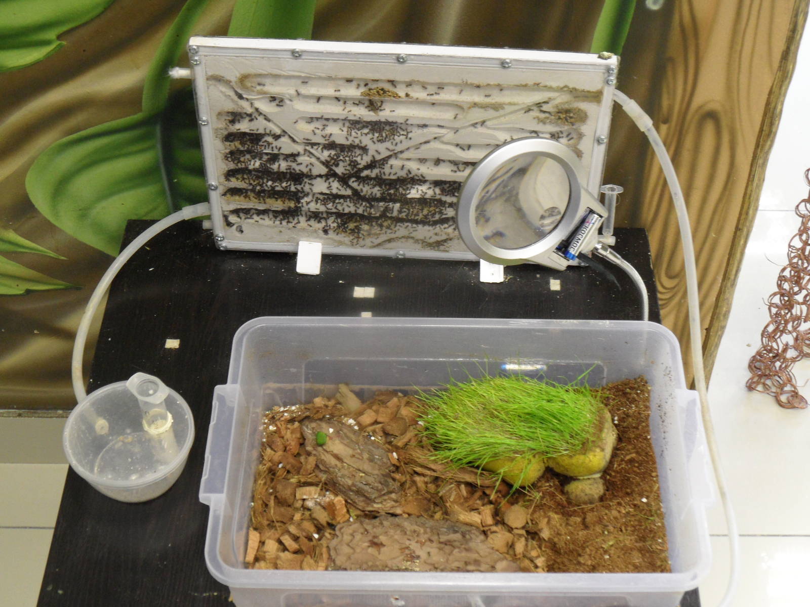 Ant farm