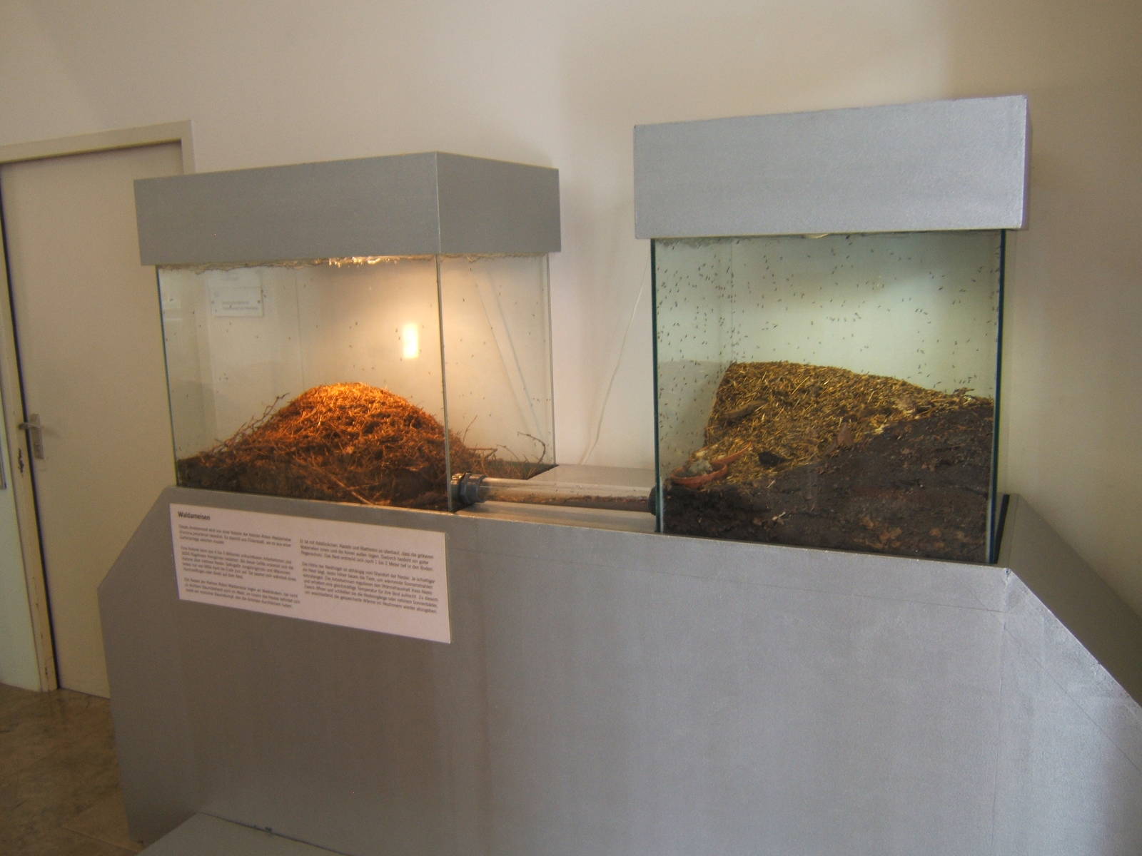 Ant (Formica polystena) exhibit