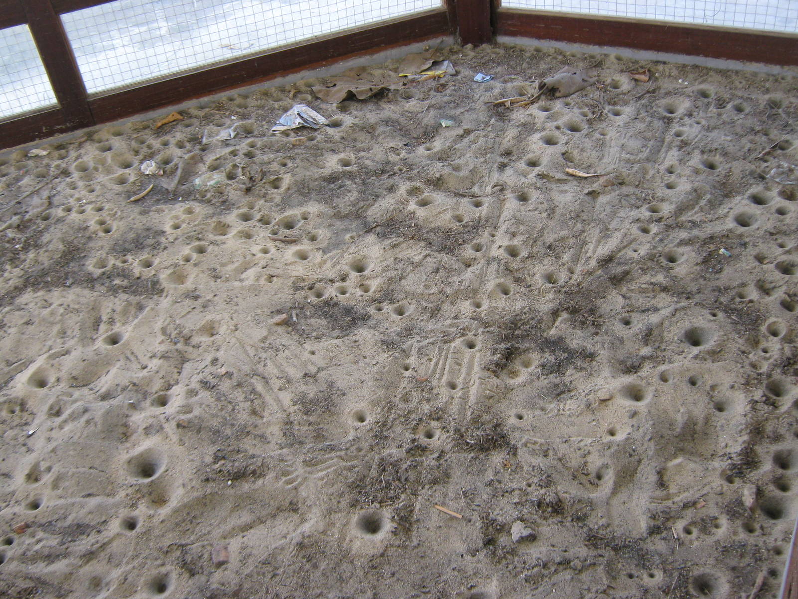 ant-lion pits