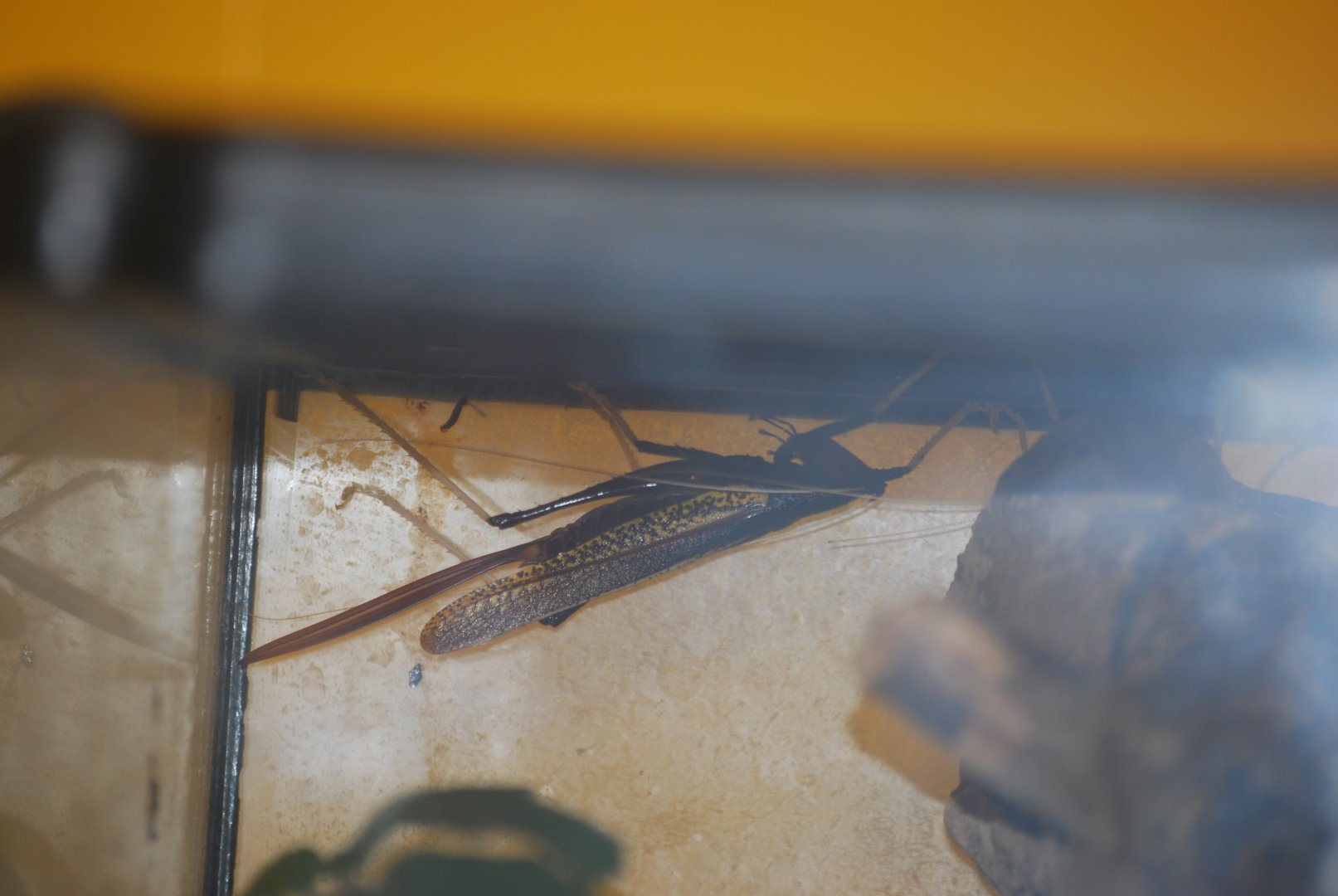 Ant-mimicking conehead