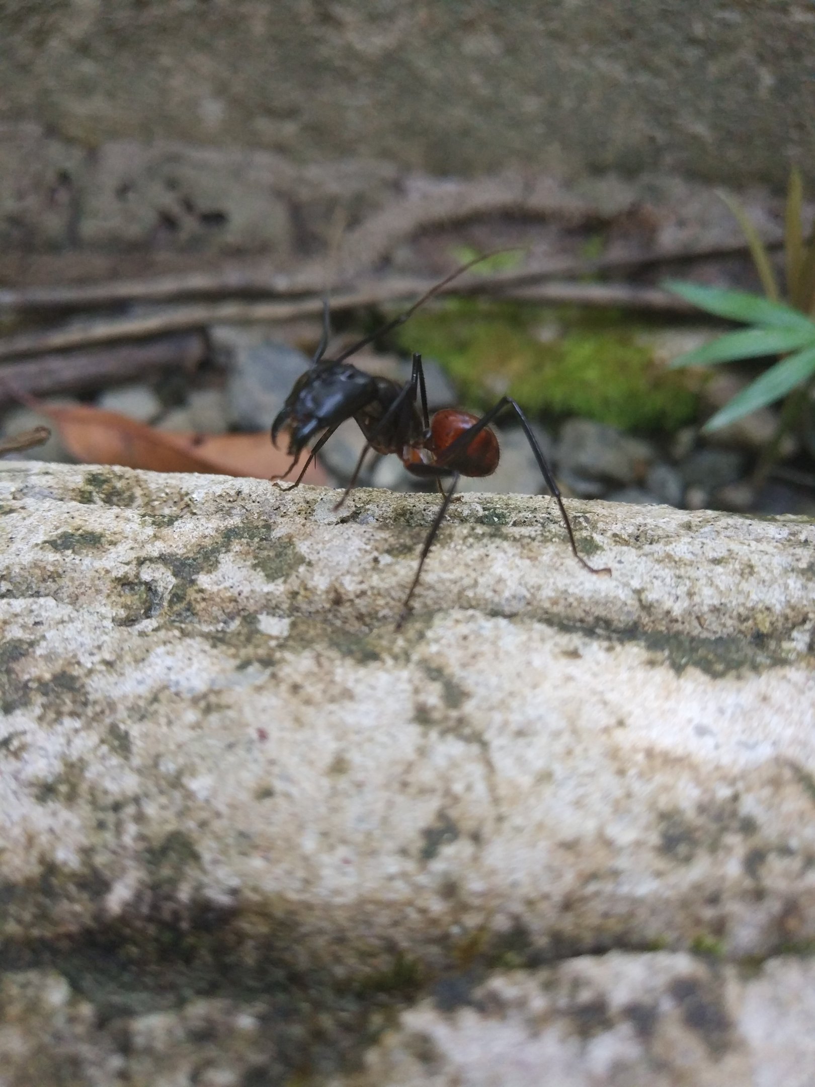 Ant - Poring Hot Springs, Sabah