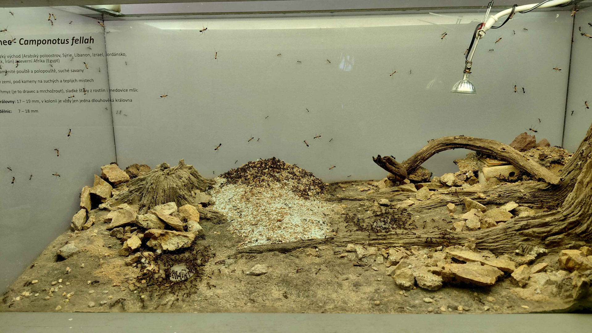 Ant room - carpenter ant exhibit