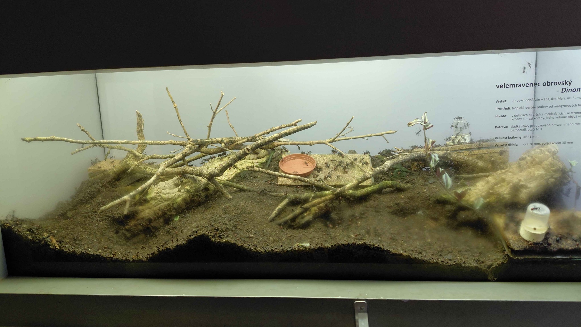 Ant room - Dinomyrmex gigas exhibit
