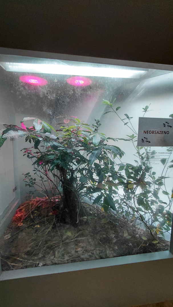 Ant room - empty exhibit