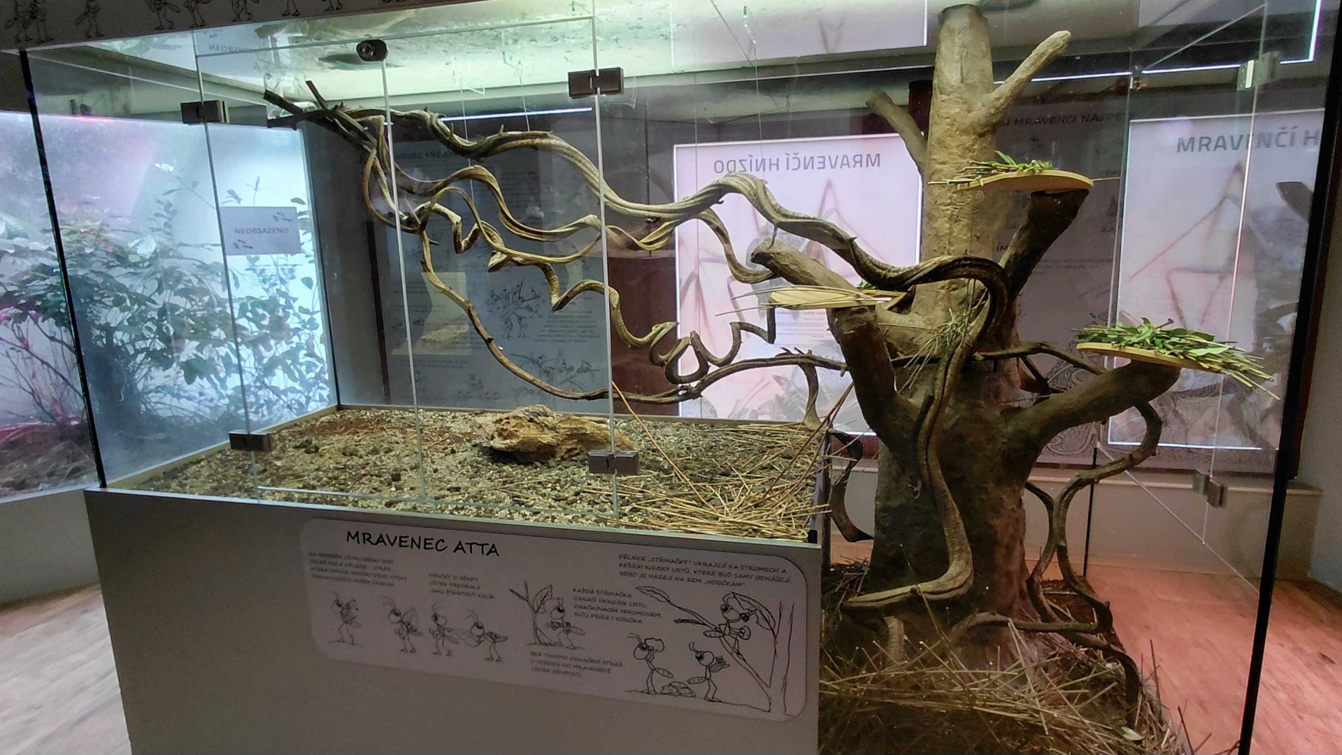 Ant room - Leafcutter ant exhibit