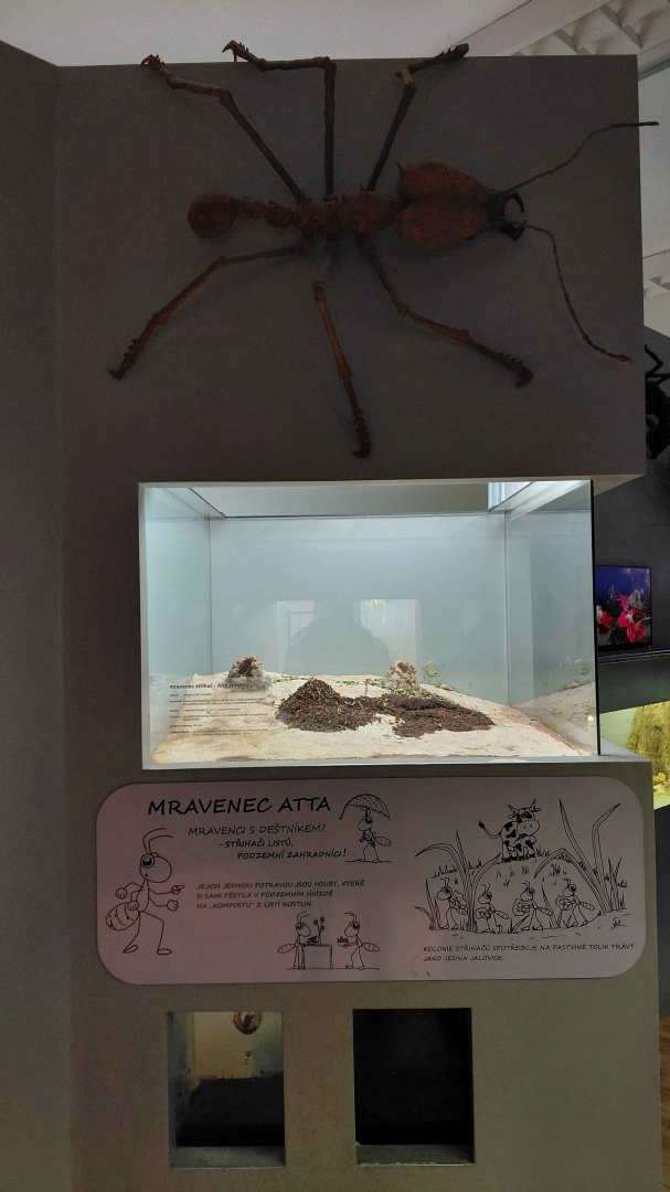 Ant room - Leafcutter ant exhibit