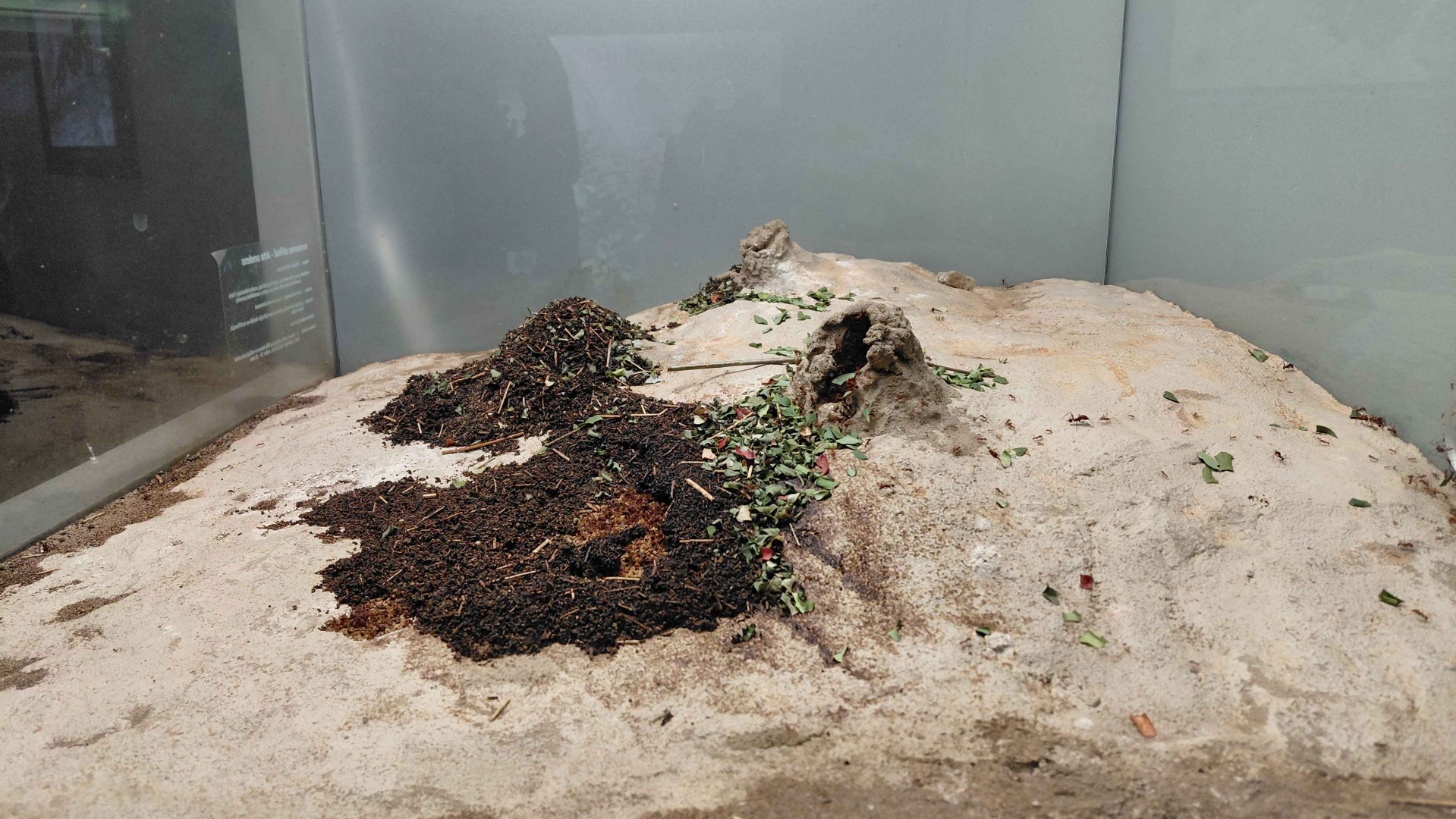 Ant room - Leafcutter ant exhibit