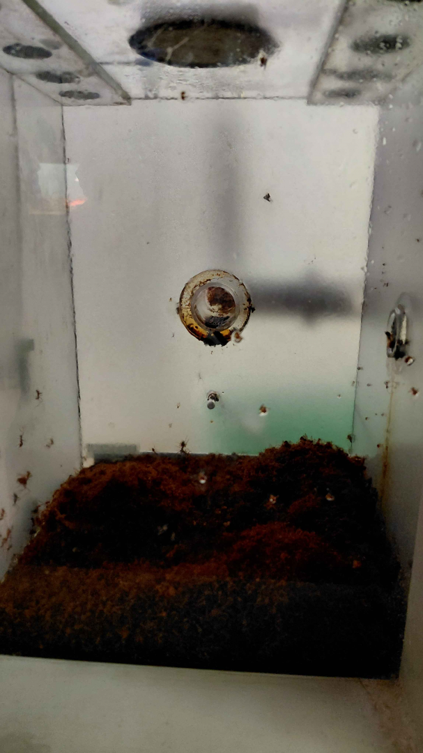 Ant room - Leafcutter ant exhibit