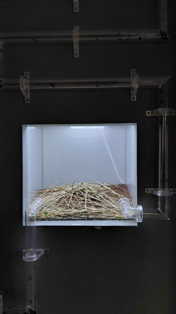 Ant room - Leafcutter ant exhibit