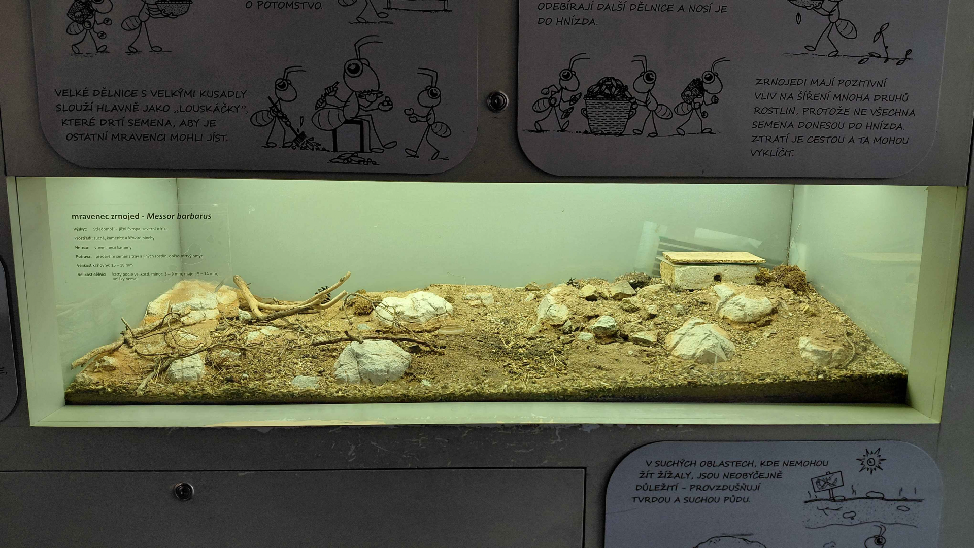 Ant room - Messor barbarus exhibit