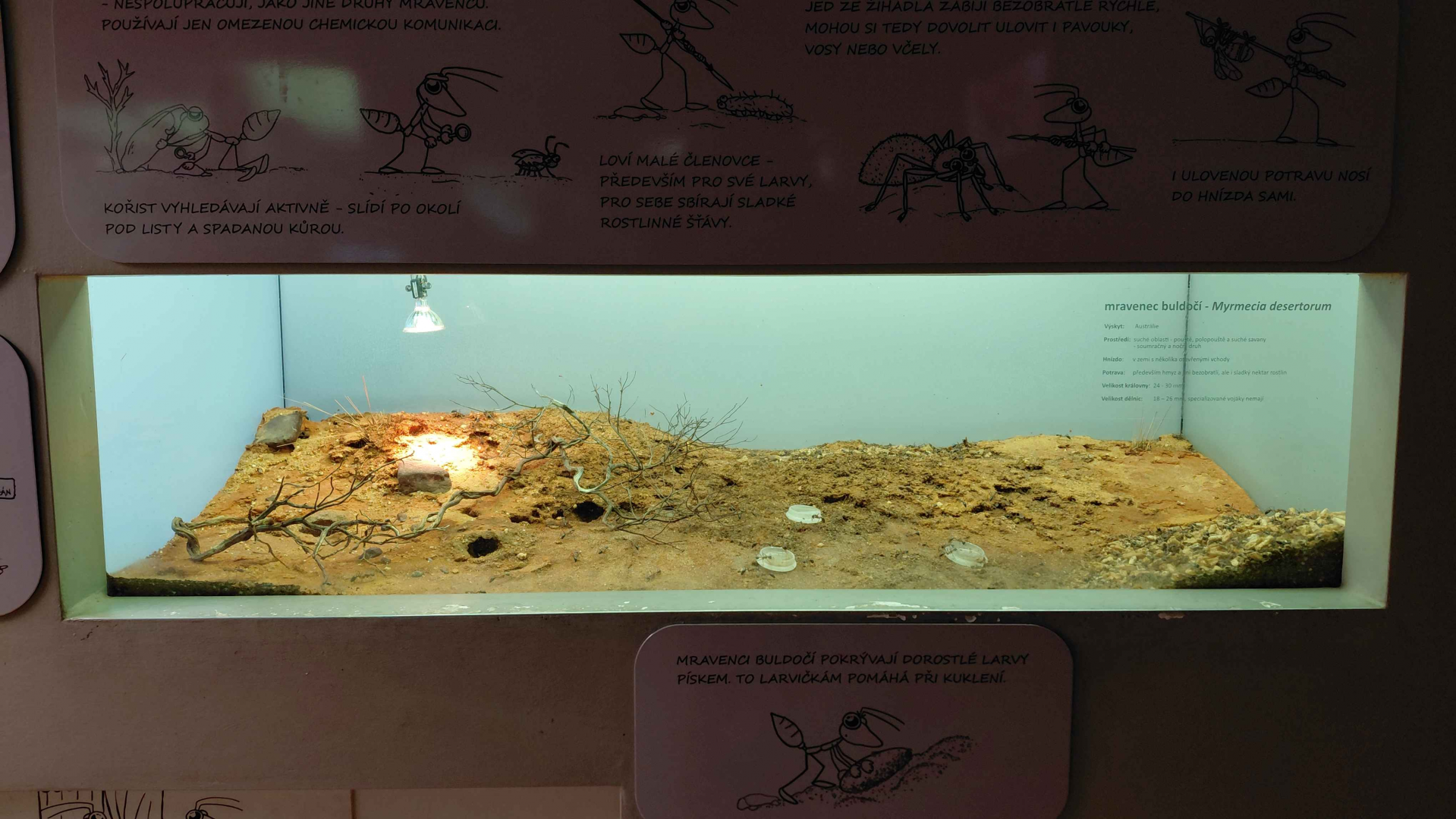 Ant room - Myrmecia desertorum exhibit