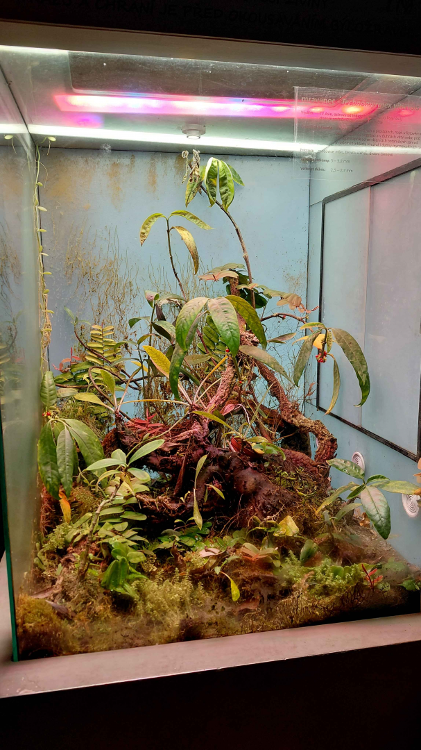 Ant room - Technomyrmex vitiensis exhibit