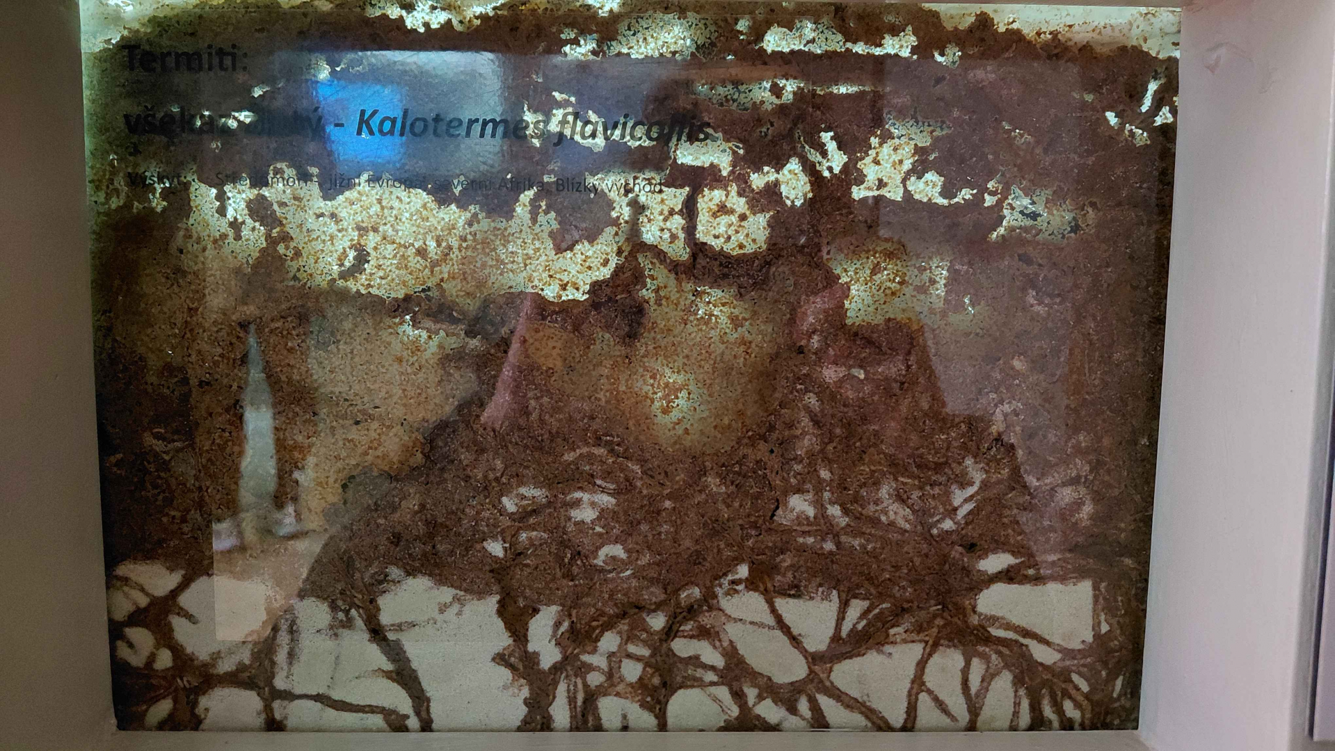 Ant room - termite exhibit