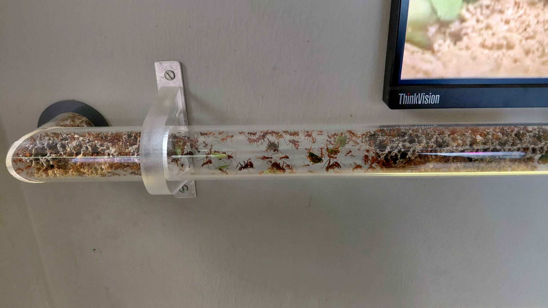 Ant room - Tube for leafcutters