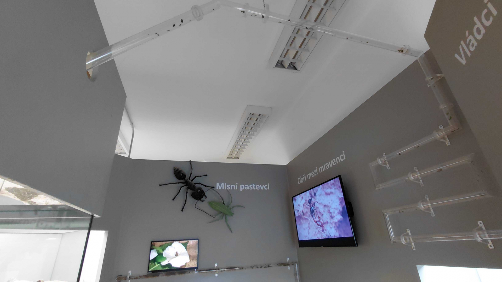 Ant room - Tubes for leafcutters