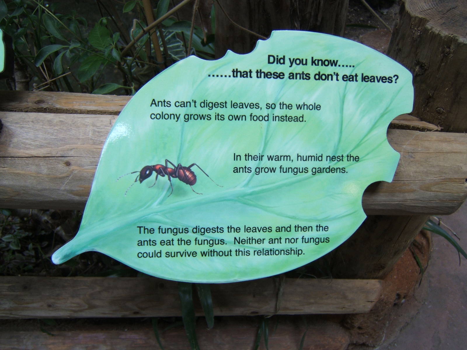 Ant sign