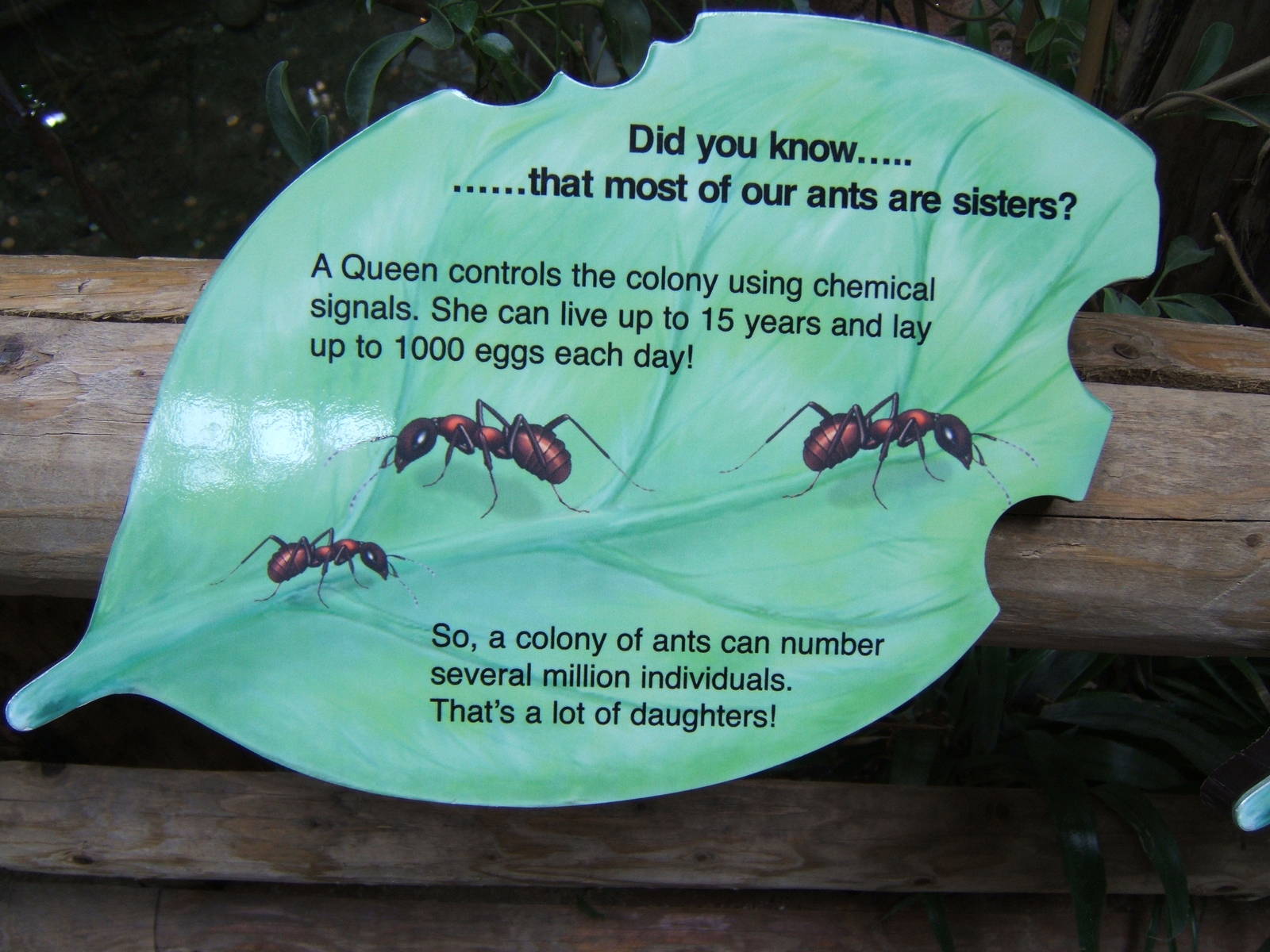 Ant sign