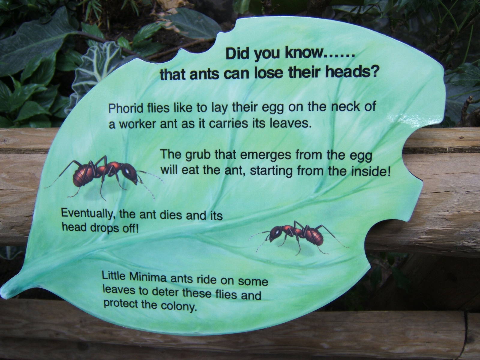 Ant sign