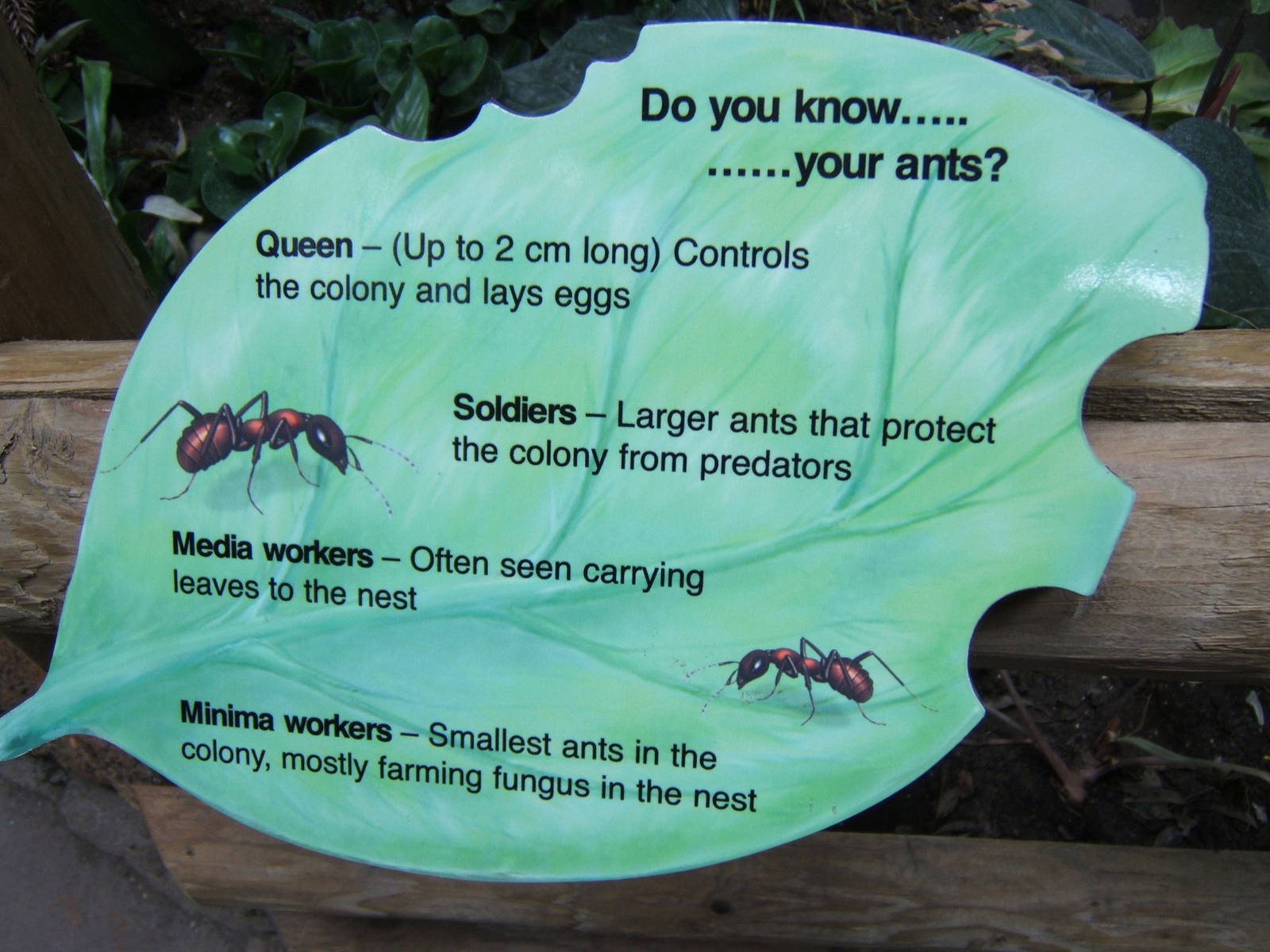 Ant sign