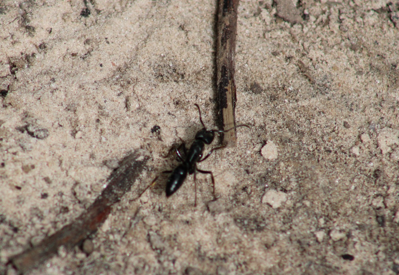 Ant-species