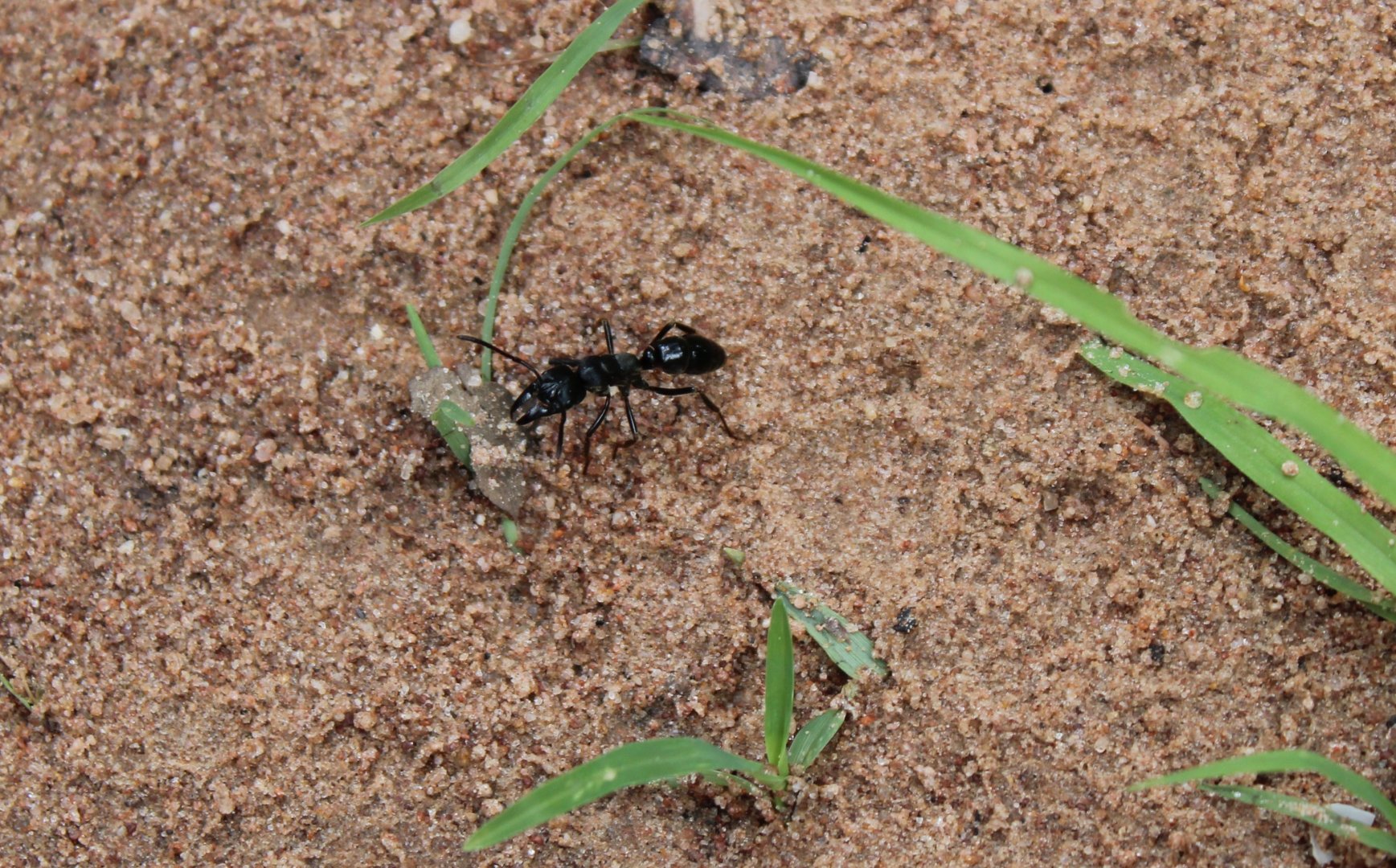Ant-species