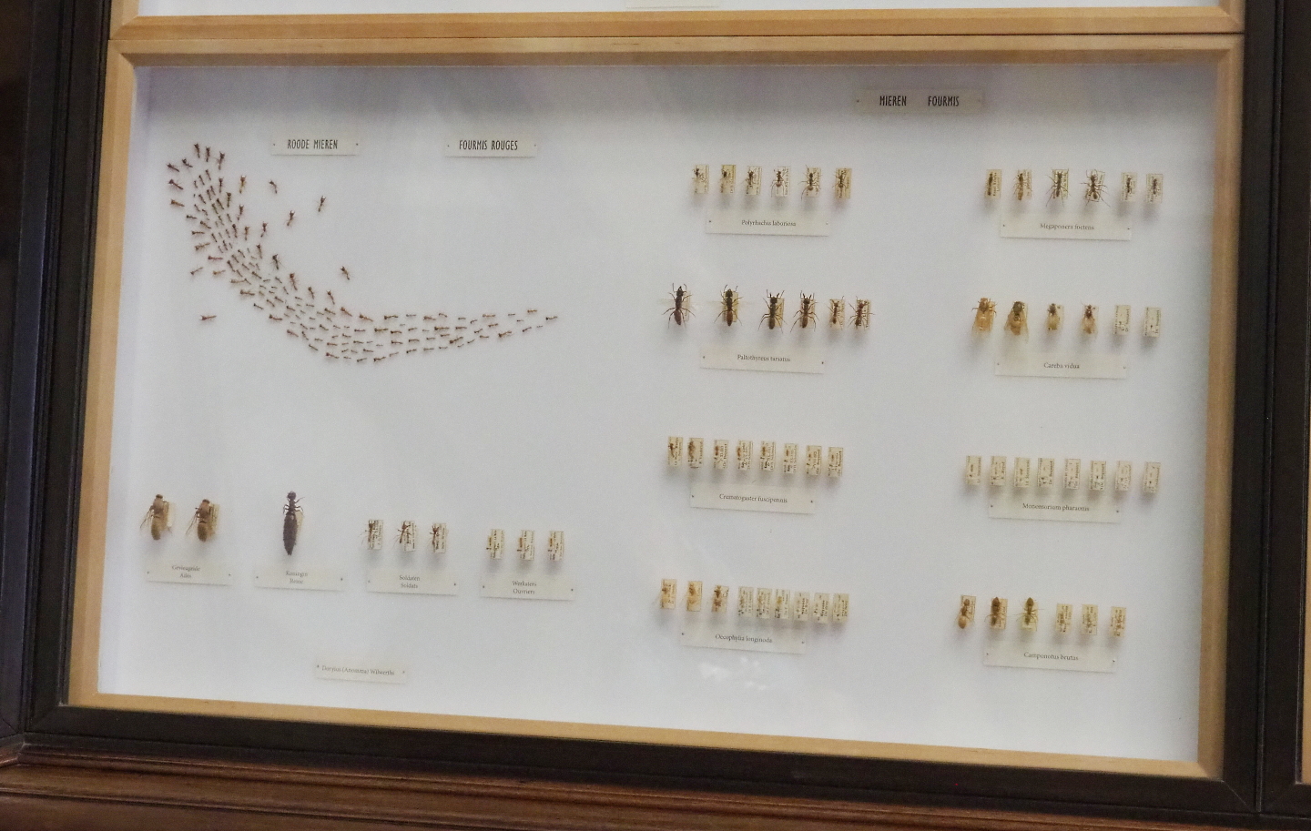 Ant specimens display, 2021-10-20