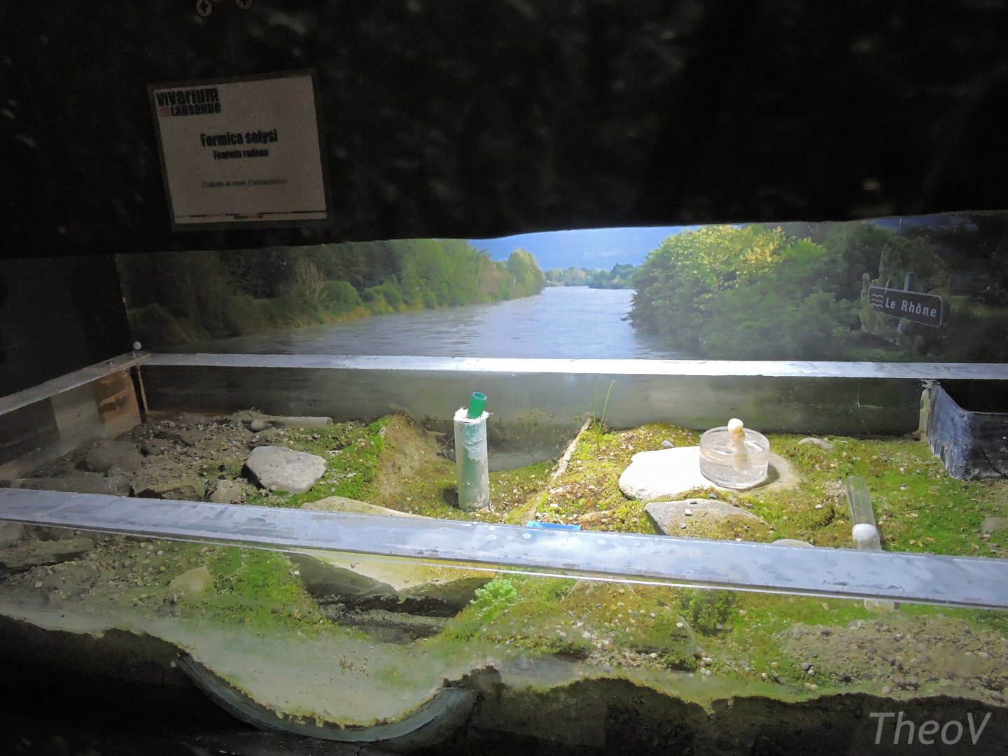 Ant terrarium [2015]