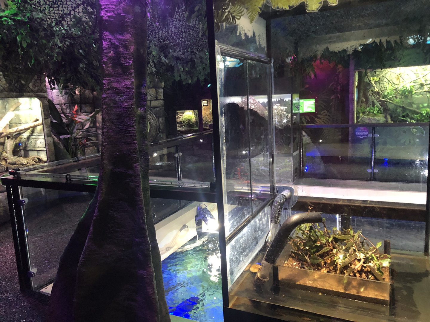 Ant Tunnel at SEA LIFE Scarborough (September 2022)