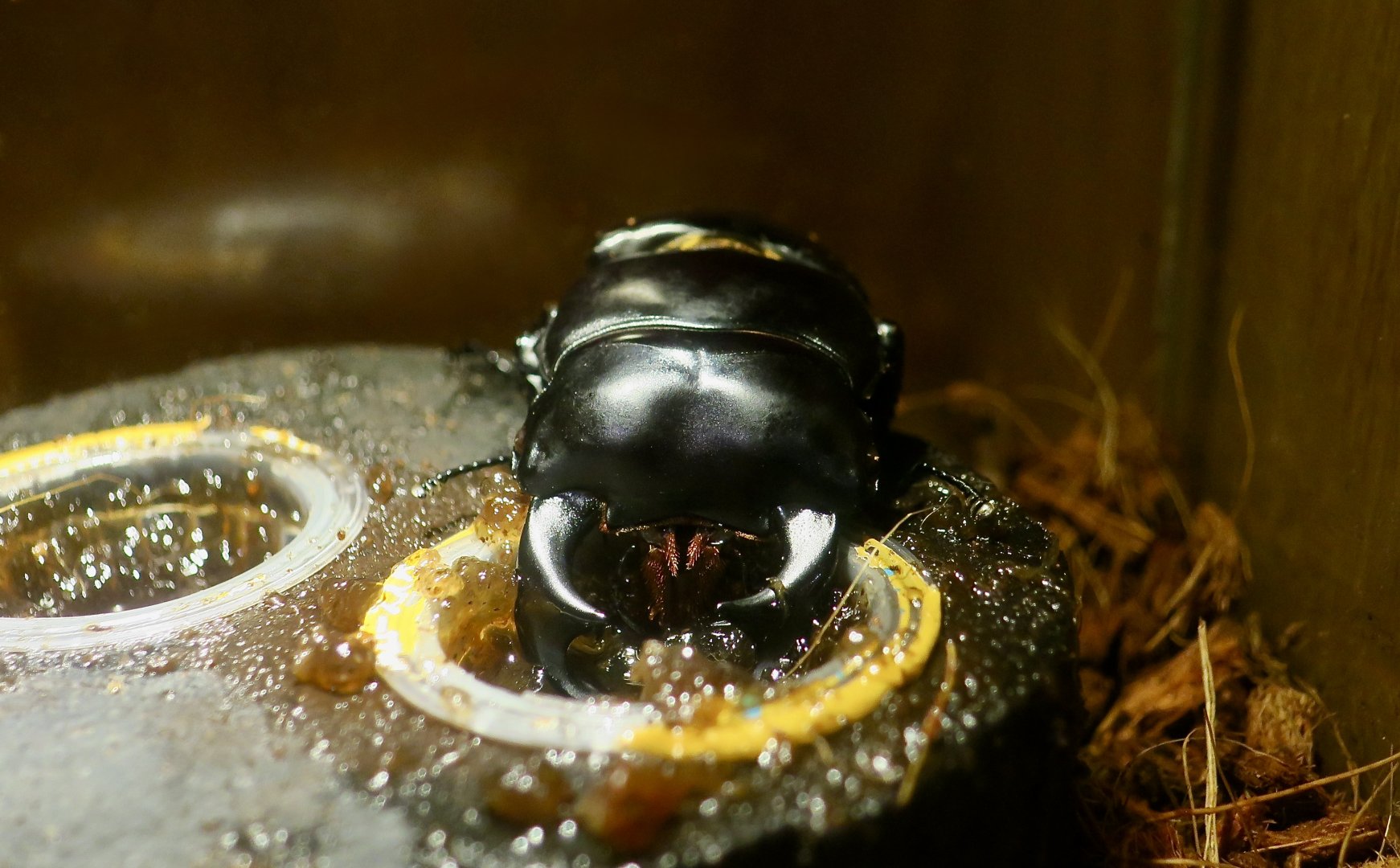 Antaeus Stag Beetle (Dorcus antaeus) - Taiwan Insectarium (台灣昆蟲館)