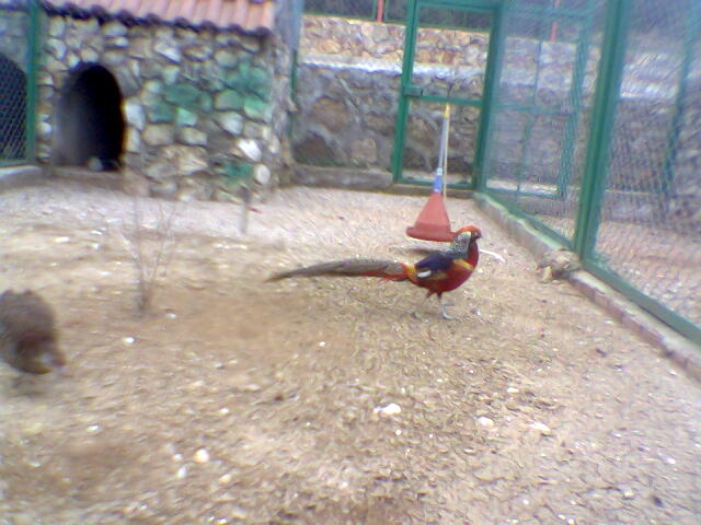 Antalya Zoo