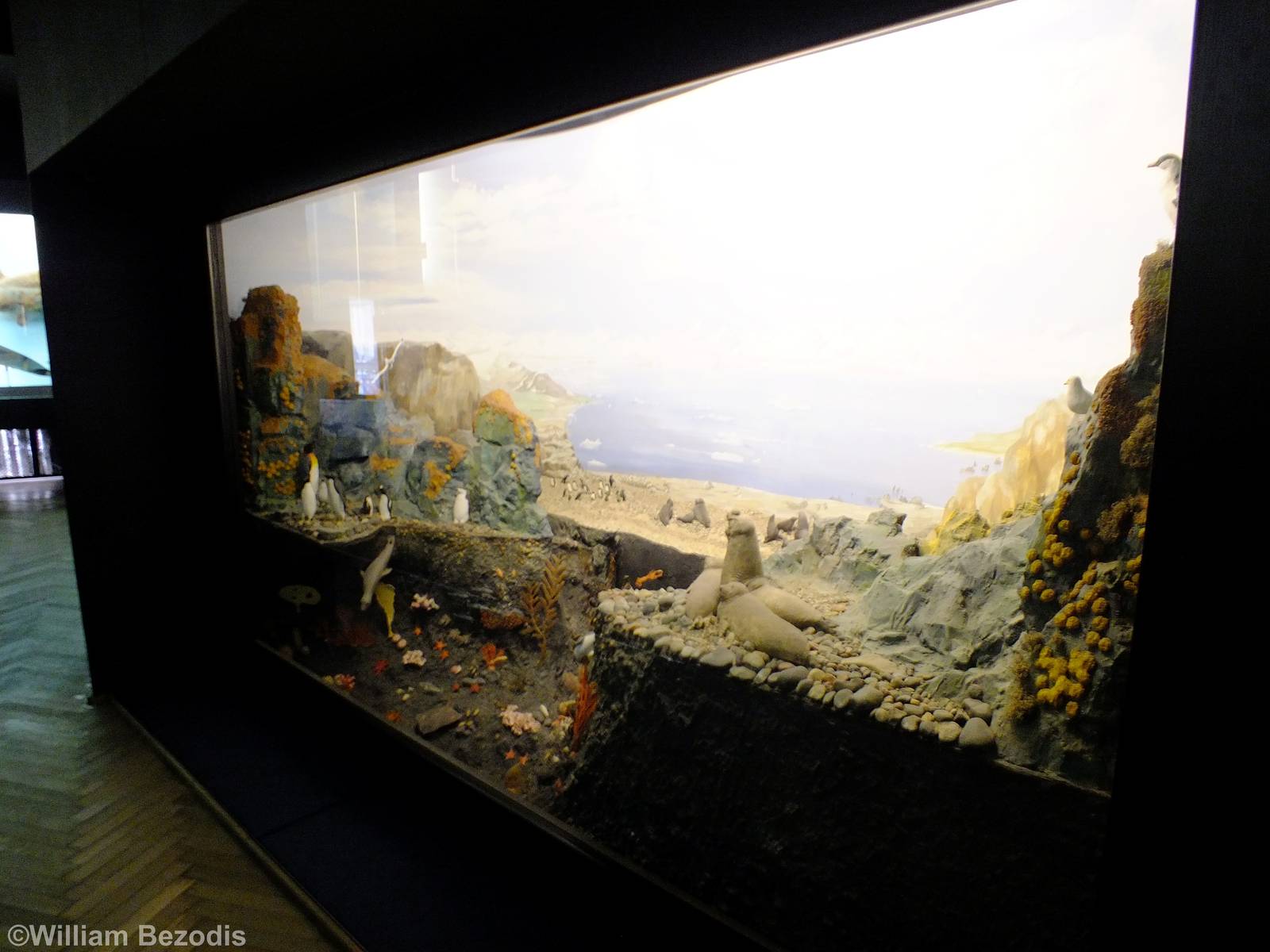 Antarctic Display - Gdynia Aquarium