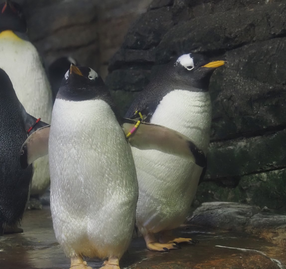 Antarctic gentoo penguins (Pygoscelis papua ellsworthi), 2024-06-30