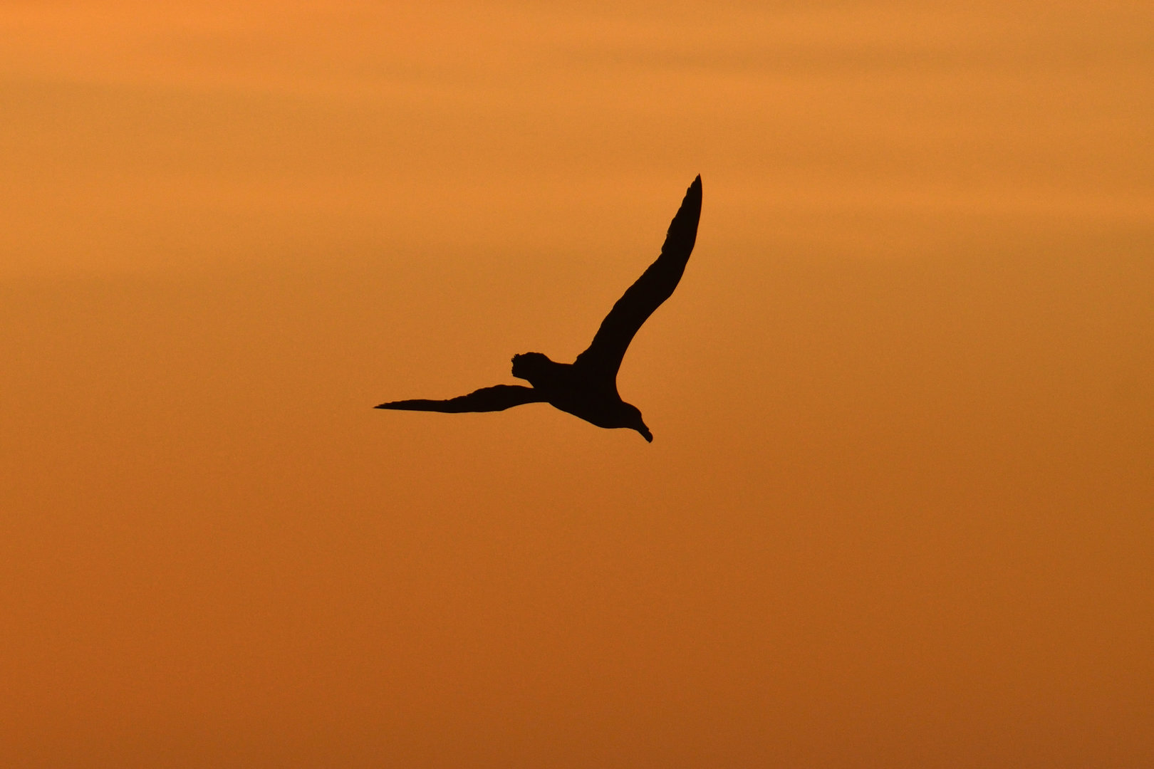 Antarctic Giant-Petrel Macronectes giganteus
