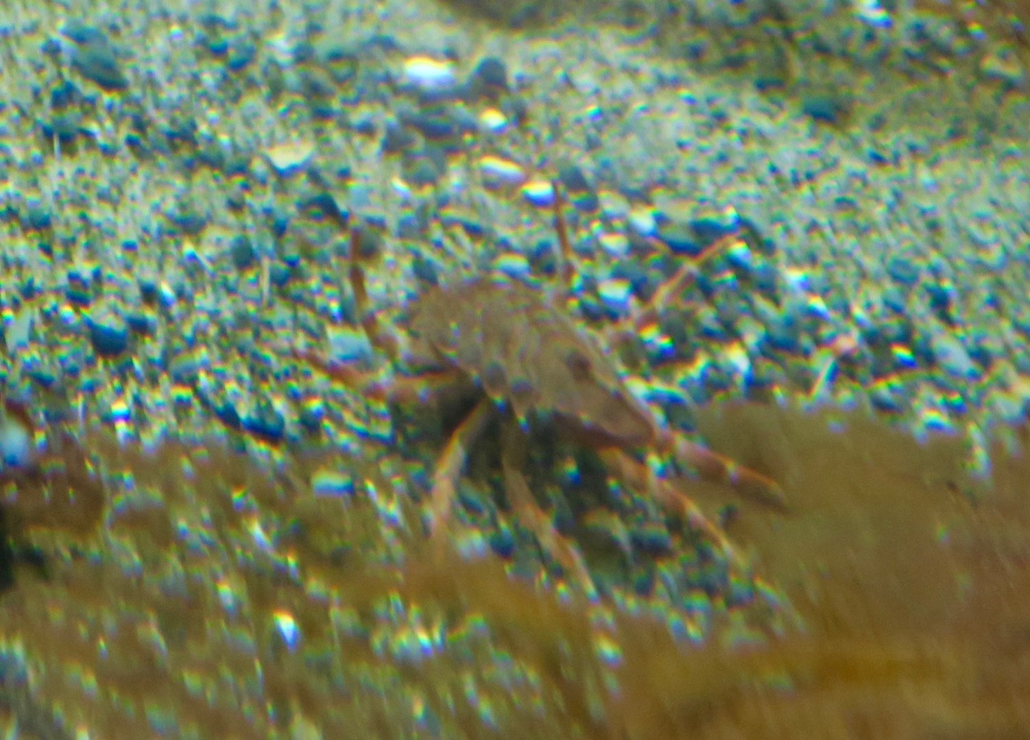 Antarctic Isopod (Glyptonotus antarcticus)