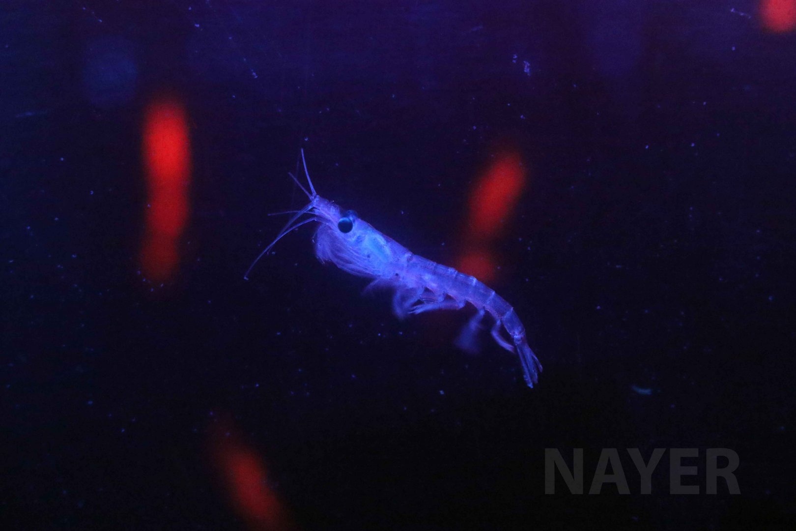 Antarctic krill, October 2017