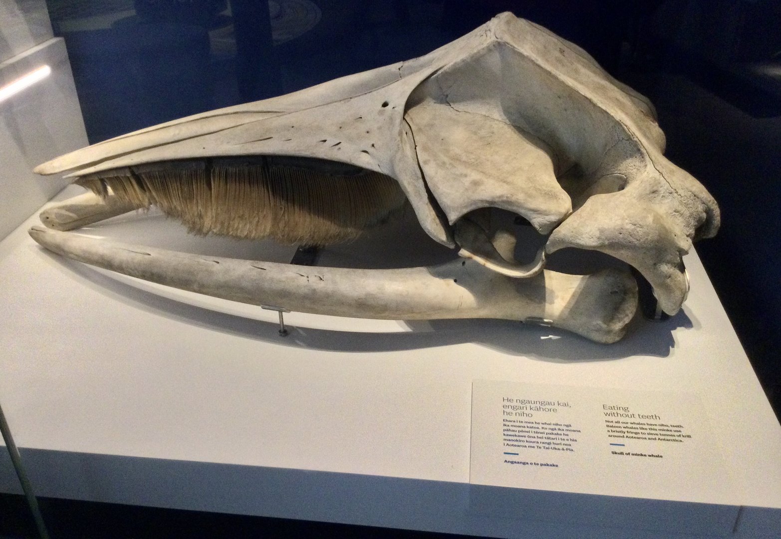 Antarctic minke whale (Balaenoptera bonaerensis) skull, Te Papa Museum