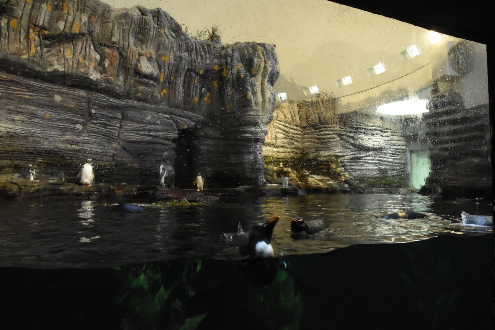 Antarctic Penguin enclosure