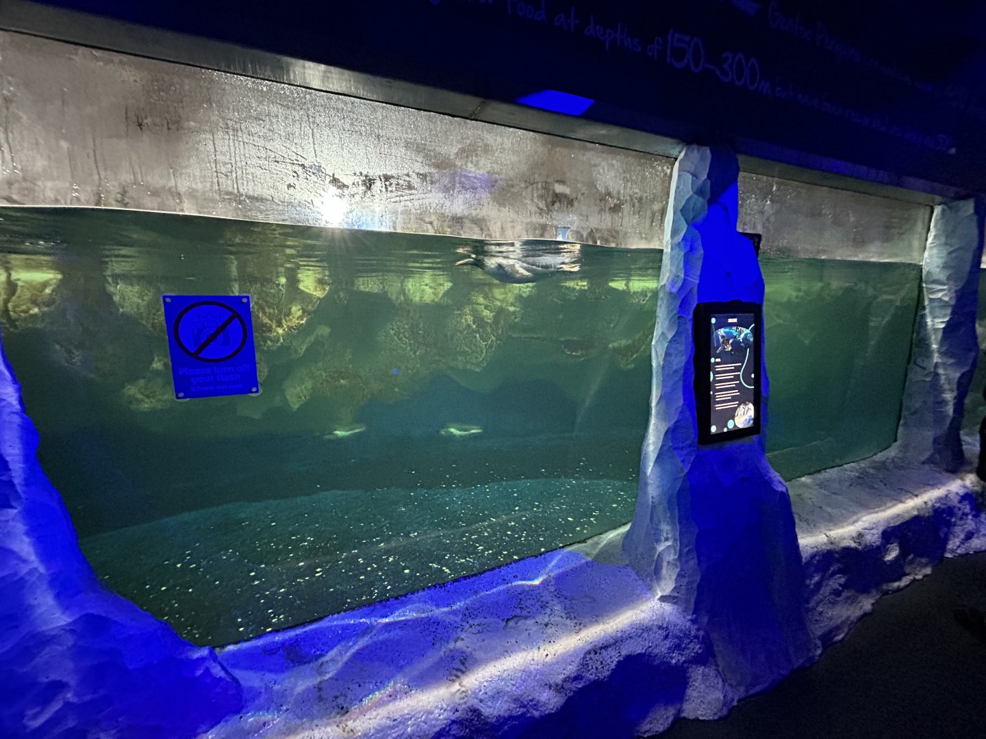 Antarctic Penguin Exhibit (2 species)