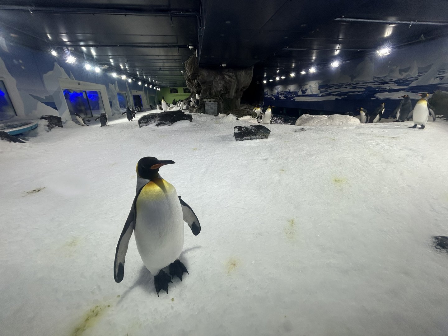 Antarctic Penguin Exhibit (2 species)