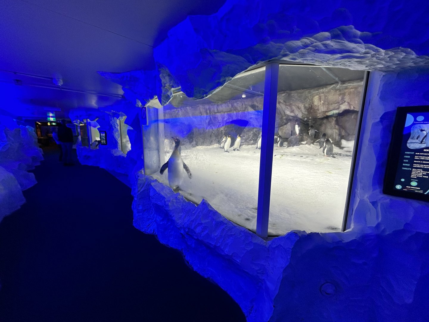 Antarctic Penguin Exhibit (2 species)